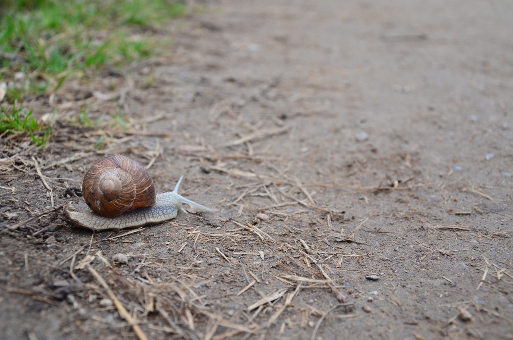 2018-04-14 Copenhagen/Utterslev Mose/DSC_0165.JPG